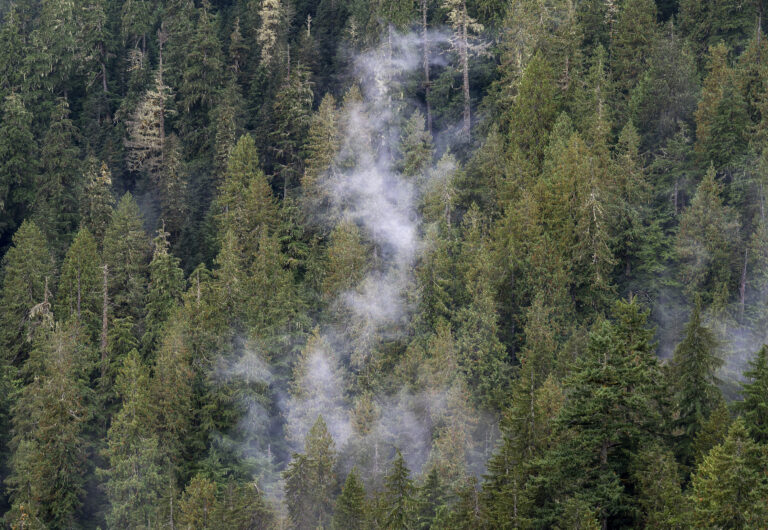 The clouds move among the old growth forest in the Fairy Creek logging area near Port Renfrew, B.C. Tuesday, Oct. 5, 2021.